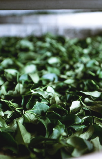Tea leaves